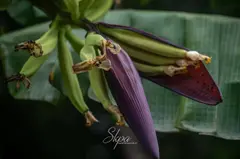 Photo00026