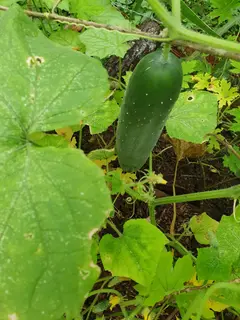 Photo00072